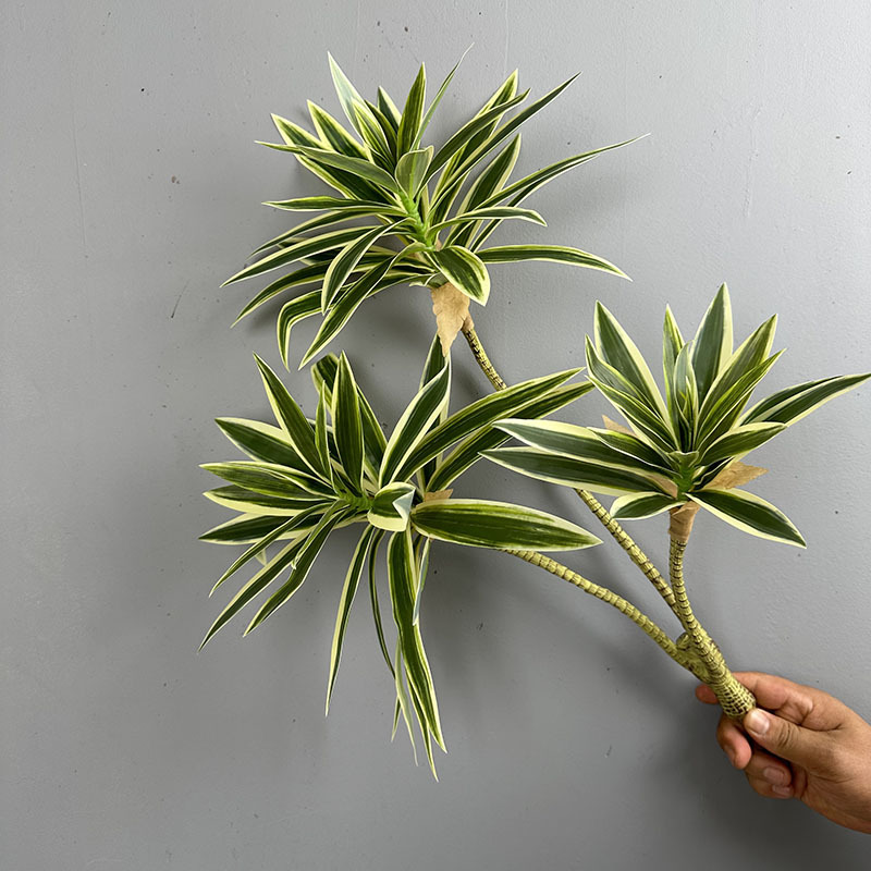 Simulated Green Plants 3 Heads - đánh giá và giá Dracaena Marginata
