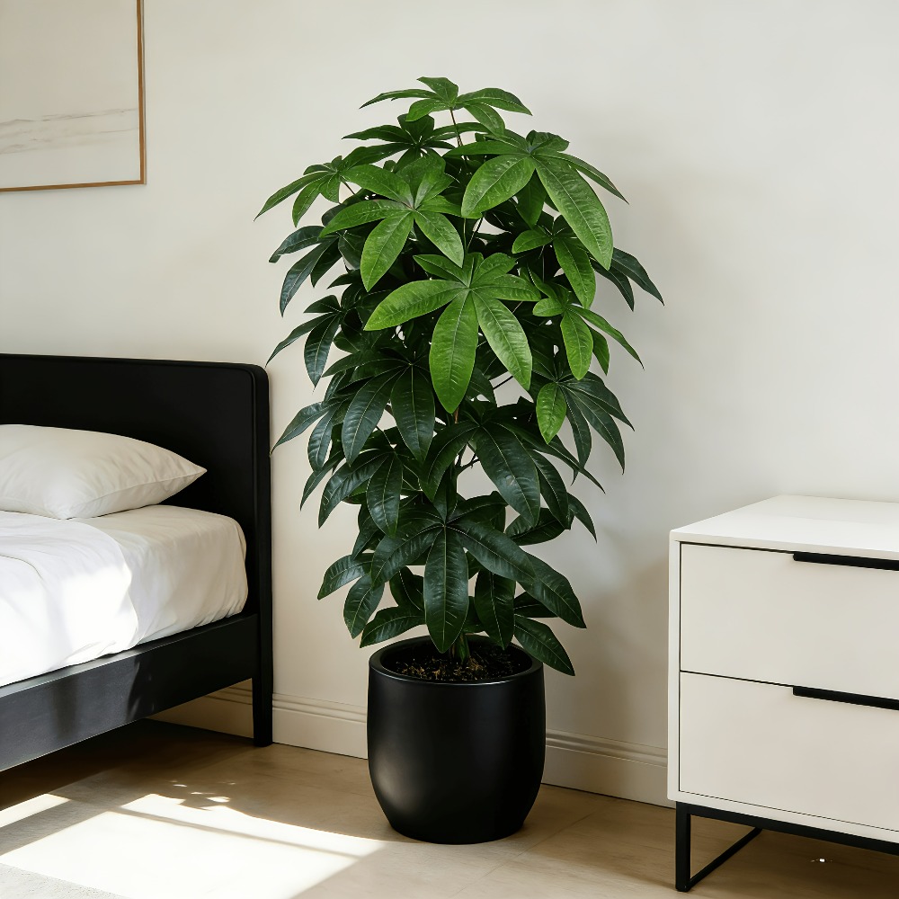 An Artificial Money Tree Pachi - đánh giá và giá Dracaena Marginata